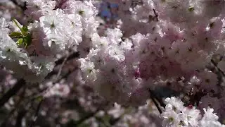 Japanese Cherry Blossom (Sakura) at Banksia Park, Melbourne