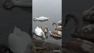 Семейка причалила к берегу.