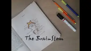 Internal features of medulla( sensory decussation)🔥| brain stem anatomy for medicos | doctorstobe|