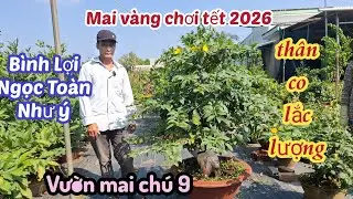 11/01/2025💥 Mai v&agrave;ng chơi tết 2026-si&ecirc;u b&ocirc;ng b&igrave;nh lợi, nhụy ngọc to&agrave;n, như &yacute; ☎️0985 230 646 ch&uacute; 9