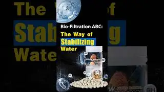 Aquarium Bio-filtration Explained: The Way of Stabilizing Water #aquarium #aquascape