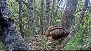 Mystical events in the nest of Rasa Latvijas valsts meži