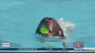 Preventing water intoxication and heat exhaustion in dogs
