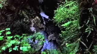 Ruakuri Bushwalk