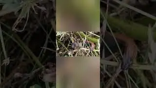 #snail #schnecke #slugs Weichtier #mollusca  #nature #natural #tiere #animals #shorts #viral #video