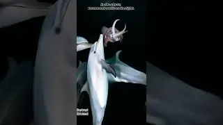 Symphony in the Dark_The Deep-Sea Alliance