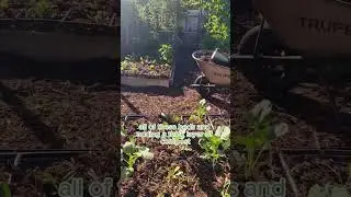 Add Compost to Feed Your Soil  #compost #organicgarden