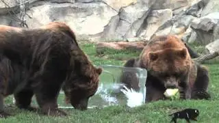 Grizzly Bears at Brookfield Zoo Celebrate 20th Birthday