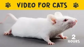 VIDEO FOR CATS to watch with a cute WHITE MOUSE &diams; Cat TV mouse