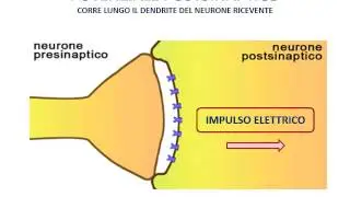 5. Il neurone - potenziale d'azione e potenziale postsinaptico
