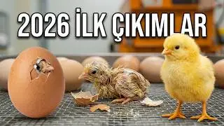 Akça Çiftliği 2026 ilk civciv çıkanları
