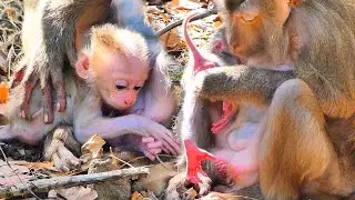 Old Mama Lets Her Newborn Baby Take Careful First Steps 🐒💛.