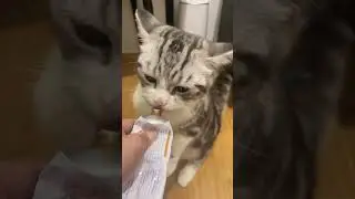 Cute kittens taking their vitamins #shorts #cat #kitten #catlover #kucing #animal #cute