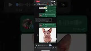 CAT CHALLENGE GONE WRONG