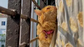 Coco and Ammu&rsquo;s Special Bond 😺💖 | Support & Love #cocobaby #cococat #cat #animalcat #animalspecies 