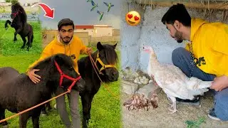 Finally Pony Horse Ka Pair Mila😍Turkey Bird Kay Chicks Agaye🐣😲