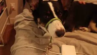 A DAY IN THE LIFE OF AN AUGGIE (AUSTRALIAN SHEPHERD X CORGI MIX)