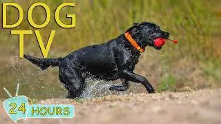 DOG TV: Ultimate Anti-Anxiety & Fun Videos Keep Dogs Happy When Left Home Alone - Best Music for Dog