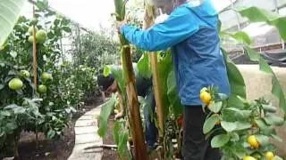 How to Divide Banana Plants