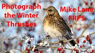Photographing Redwings, Fieldfares and other thrushes on winter berries.