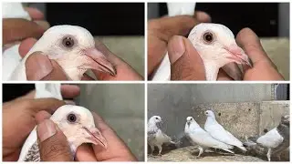 Last baby pigeons for sale || 4 ghr k ta bnd joron k bachy || is k bad bachy season mn mily gy 