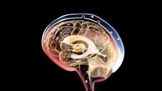 Cerebrospinal Fluid in Brain - 3D Medical Animation || ABP &copy;
