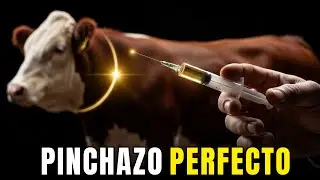 Vitaminas Inyectables en Ganado de Engorde: Cómo Aplicarlas Correctamente y Evita 7 Errores Costosos