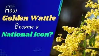 Golden Wattle:How a Simple Flower Became a National Icon? A  Symbol of Unity and Resilience!