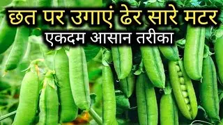 How to grow peas in pot in terrace। छत पर हरी मटर कैसे उगाएं ।गमले में ढेर सारी मटर उगने का सीक्रेट।