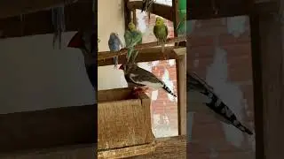 #remix #dj #viral#birds#pets #coqueirinho#parrot#petsfofinhos #video #budgies#shortsvideo #lovebirds