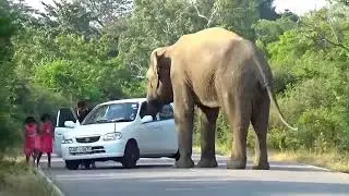 Terrifying Elephant Charge! Rural Family Narrowly Escapes in Seconds #YouTube #YouTubeIndia 