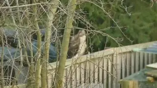 H&uuml;lser Bruch - Angriff von Bussard auf Taubenstall
