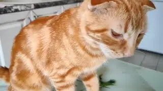 ❤Кот Фусик❤