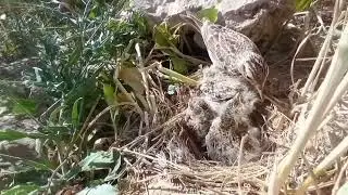 Bied nest making craft ideas with papernature #birds #nest #birdsong #birdhome #birdnest #birdshelte