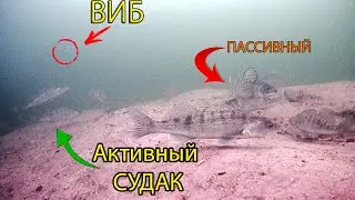 ПОДВОДНАЯ СЪЕМКА РЕАКЦИИ ПАССИВНОГО СУДАКА НА ПРИМАНКИ
