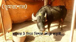 মাঘের ৩ দিনে বিশাল কাড়া লড়াই,, কেও আসতে ভুলবেন না !!!