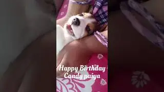 Turning 3..God bless you with good health baby!!!#beagle #beaglelife #birthday #life #reels #shorts