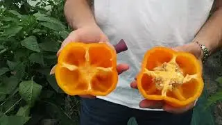 D&eacute;couvrez notre poivron carr&eacute; orange : Eternity - #ChooseYourSeed | HM.CLAUSE