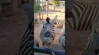 Funny Zebra🥰#zebra #zebrastrong #zebras #cute #funny #pets