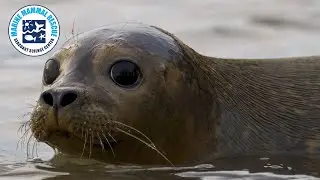 Squamscott River Seal Returns to Ocean