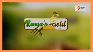 | Kenya's Gold | Human-Animal Conflict | Gold Feature