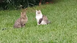 Folga dos gatos Casc&atilde;o e NinoBoy