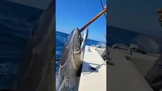 There&rsquo;s nothing like catching BLUEFIN TUNA on TOPWATER! 💥 🎣 #fishing #bluefintuna #california