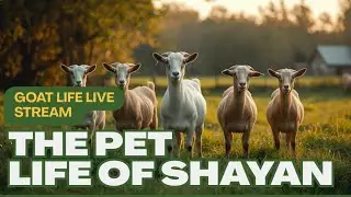 Goat Farming Live | Bakri Palan Business Tips | The Pet Life of Shayan