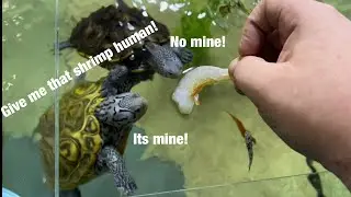 Hand feeding my turtles (malaclemys terrapin centrata) 🐢😂💚 #diamondbackterrapin #turtles #cute