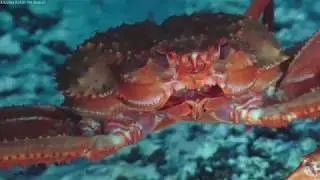 Adaptive Robotics - 4K ROV Highlights - FK180731
