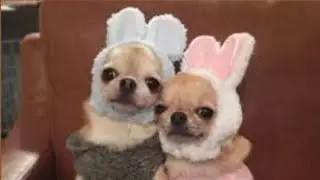 Cute animals for when you are stressed
