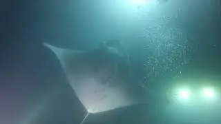 Mantarraya  Gigante