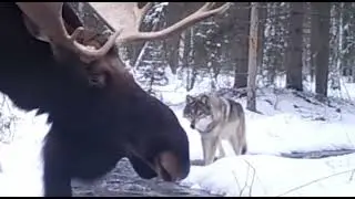 Hirvi ja Susi Kohtaavat - Riistakamera Ai