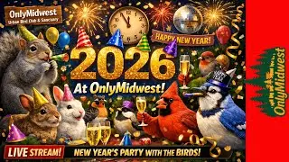 New years Party Preparation At The Bird And Critter Buffet